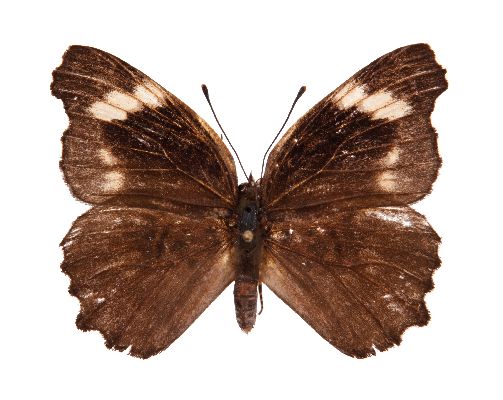 Cerautola miranda female UPS set